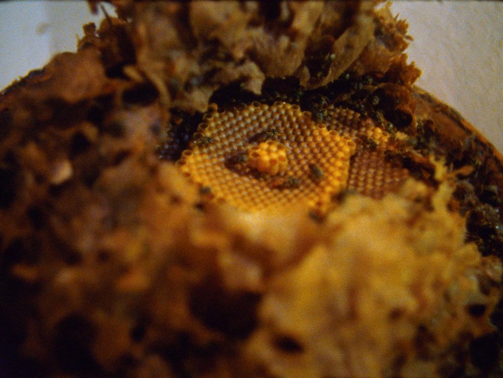 Panal de abejas
